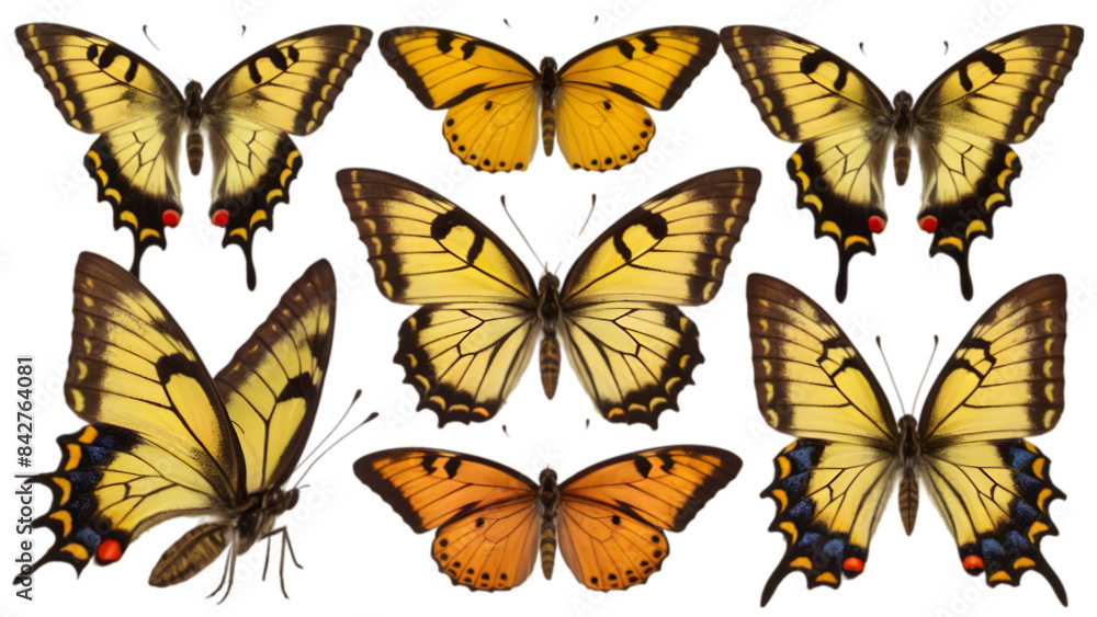 Butterflies in Various Shots and Views - Isolated on Transparent ...