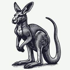 Wall Mural - kangaroo