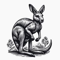 Wall Mural - kangaroo