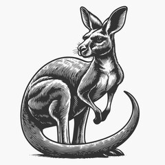 Wall Mural - kangaroo