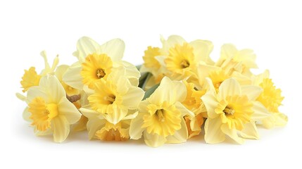 Sticker - Yellow spring flowers daffodils isolated on white background. With clipping path. Flowers objects for design, advertising, postcards. Narcissus flowers