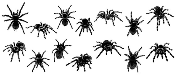 Wall Mural - Vector silhouette illustration of a set of tarantulas for Halloween day