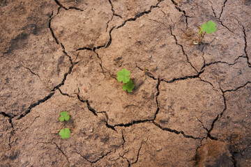 Three clovers on a parched land