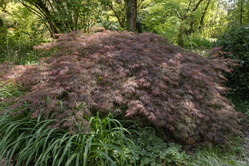 Poster - Acer palmatum dissectum au feuillage rouge