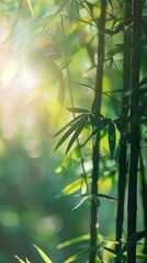 Wall Mural - Blurred nature background with green bamboo forest in the morning sunlight,