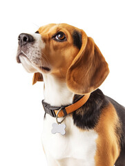 Beagle headshot look up with collar on transparent background