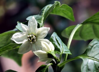 Poster - white flowers of pepper plant in the garden close up