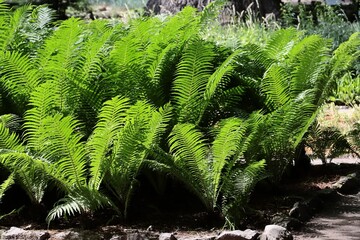Wall Mural - green leaves ,plants of FilixFern-Dryopteris filix-mas