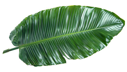 Wall Mural - Palm leaf die cut PNG style isolated on white and transparent background