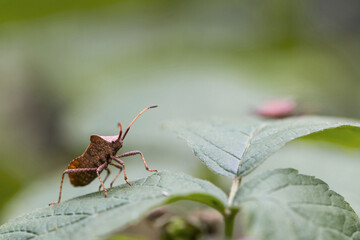 bug on a green plant. Macro shot of brown nymph Marmorated stink bug Halyomorpha halys. shield bug crawling on a plant on a green background. macro photo of insects in nature. close-up