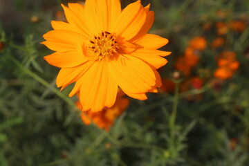 yellow colored sulfur cosmos flower