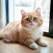 © Kowit - A cat with a white face and orange fur is laying on a wooden floor