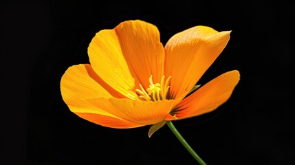 Wall Mural - Yellow orange flower of Eschscholzia lemmonii from the Papaveraceae family