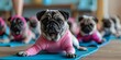 © Anastasiia - Pugs in sporty costumes demonstrate flexibility and endurance through yoga poses. Concept Pug Yoga, Sporty Costumes, Flexibility, Endurance, Cute Poses