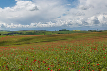 Wall Mural - A rolling South Downs landscape near Ditchling Beacon, with poppies in bloom in the fields