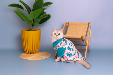 Wall Mural - Funny white cat in blue hawaiian shirt, sitting near a straw lounger