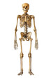 © Marteen Stenberg - human skeleton isolated on transparent background ,fullbody skeleton anatomy png ,generative ai