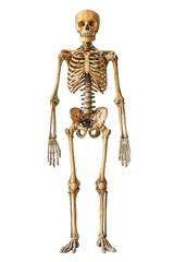 human skeleton isolated on transparent background ,fullbody skeleton anatomy png ,generative ai