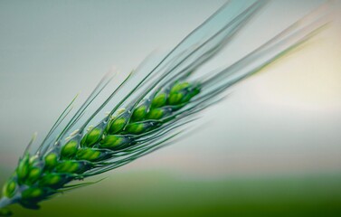 Sticker - green isolated ear of wheat