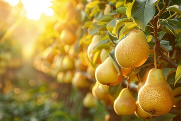 Wall Mural - stunning pear garden with rows of trees, an abundance of yellow ripe pears on branches with green leaves, sunlight passes through the branches