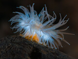 White sea anemone from Norway