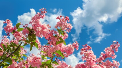 Wall Mural - Crape myrtle Lagerstroemia indica foliage and blossoms contrasted with the blue sky