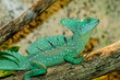 © Michael - green lizard on a tree