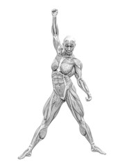 Wall Mural - female swole muscle maps on a classic rock pose
