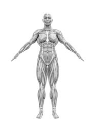 Wall Mural - female swole muscle maps on a pose