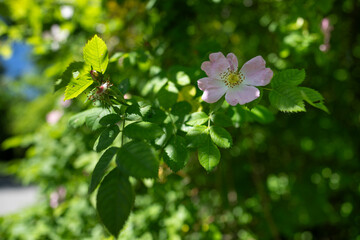 Sticker - Pink rose hip flower on a bush.