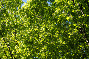 Wall Mural - Light and dark green,  light green leaves highlighted by the sun and dark green in the shade, as a nature background
