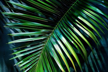 Canvas Print - dramatic, high-resolution image of a tropical palm leaf casting abstract shadows on a lush green bac
