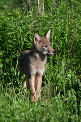 Wall Mural - A cute young Coyote Cub explores a spring meadow along the edge of a forest in an urban park