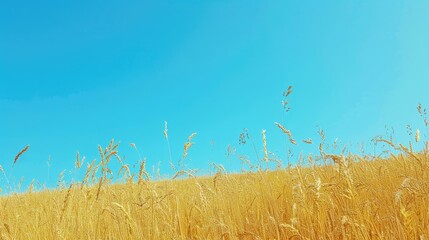Wall Mural - Golden oat field beneath a clear blue sky