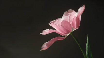 Canvas Print - Delicate pink tulip with tall stem from the Design Impression variety