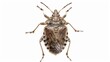 © Shozib - Single brown marmorated stink bug standing on a white background showing its underside