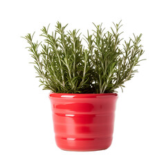 Canvas Print - red small pot of rosemary on an isolated white background