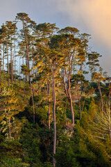 Wall Mural - Late Afternoon Over Lampton Ridge