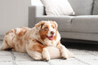 © Pixel-Shot - Adorable Australian Shepherd dog with pillow lying at home