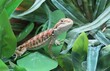 © natalya2015 - Baby of bearded dragon on green leaves background