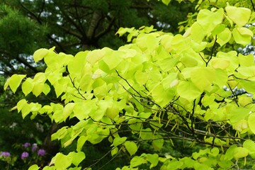 Wall Mural - The vibrant lime green leaves color of Eastern Redbud High Country Gold tree on a sunny day