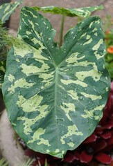 Wall Mural - The green and white speckled leaves of Alocasia Hilo Beauty