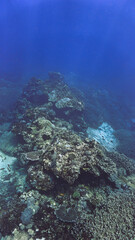 Wall Mural - Underwater photo of a colorful coral reef off the coast of the island Bali in Indonesia.