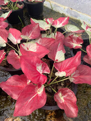 Canvas Print - Caladium bicolor plant in nature garden