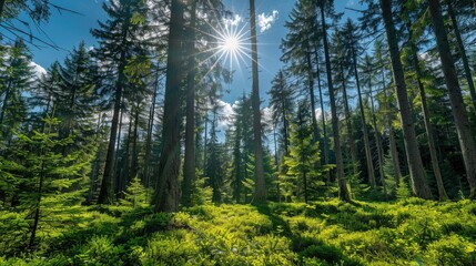Wall Mural - Conifer trees in a forest under a sunny blue sky a stunning natural scene