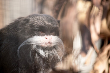Wall Mural - Emperor tamarins are small monkeys with long, white whiskers that sweep back from the muzzle on both sides and look like moustaches