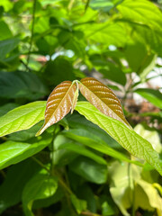 Sticker - Rangoon creeper or Chinese honeysuckle leaf in nature garden