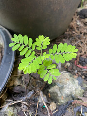 Sticker - green Phyllanthus reticulatus leaves in the garden