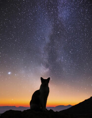 Naklejka na meble 星空を背景にした猫