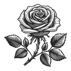 Wall Mural - Rose hand drawing skecth style vector